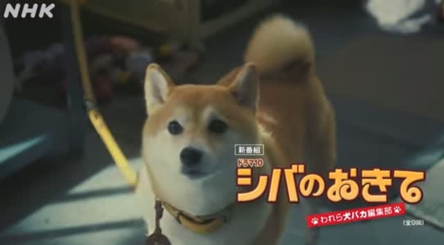Post 5 by 大東駿介 on Instagram (video)