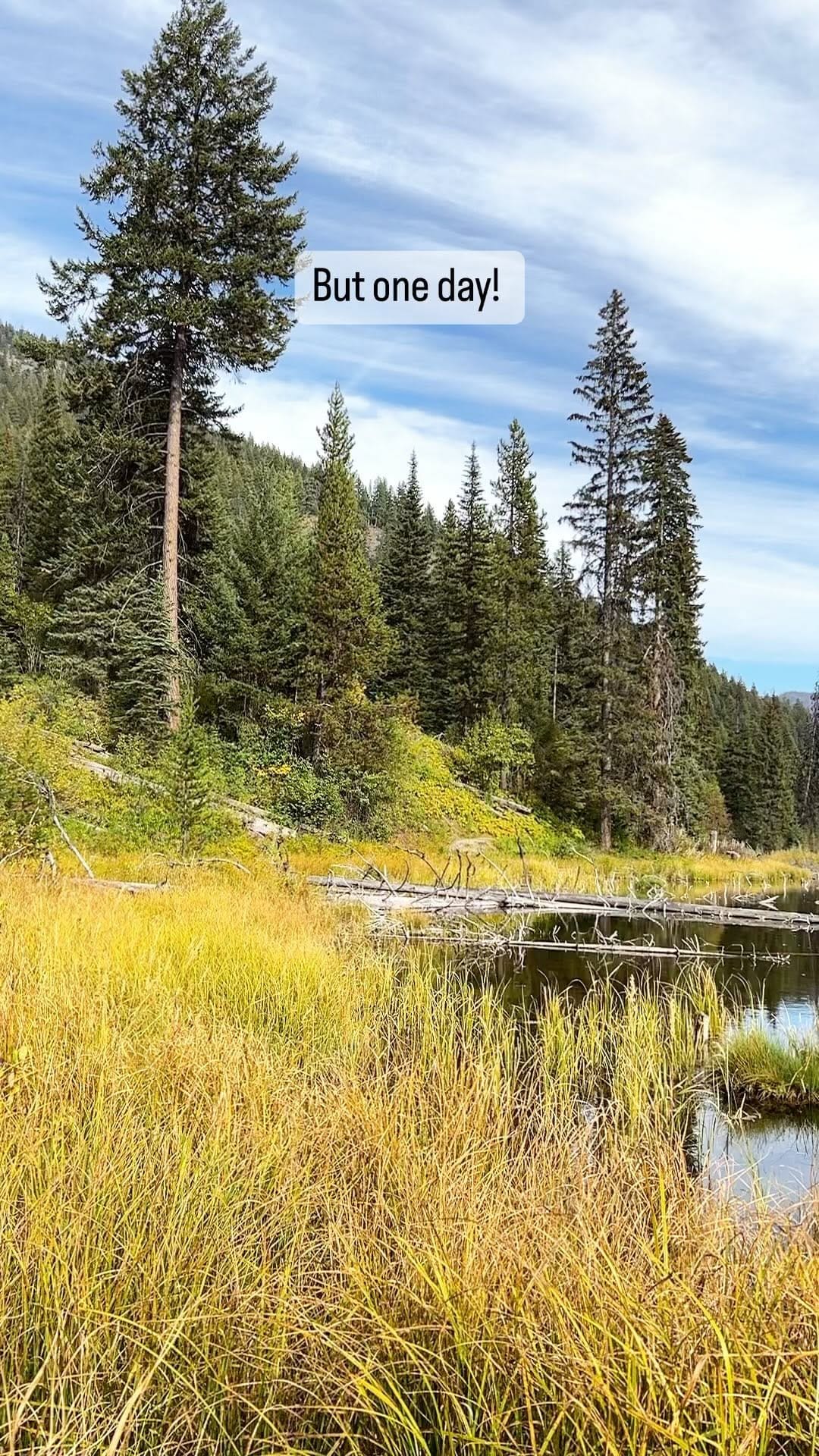 Post 9 by Evelyn Weber on Instagram (video)