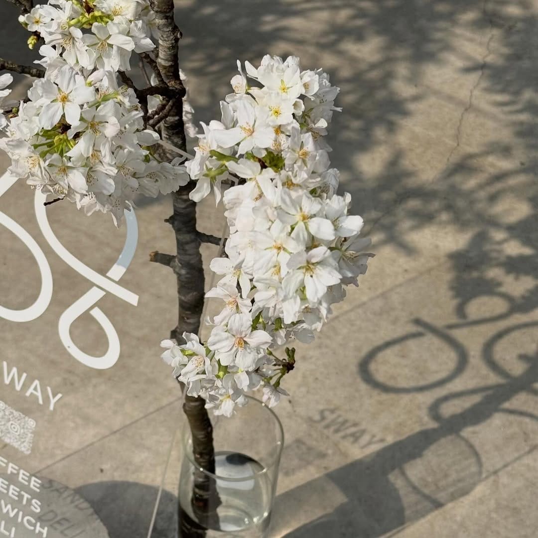 Post 3 by SWAY COFFEE ROASTERY on Instagram (image)