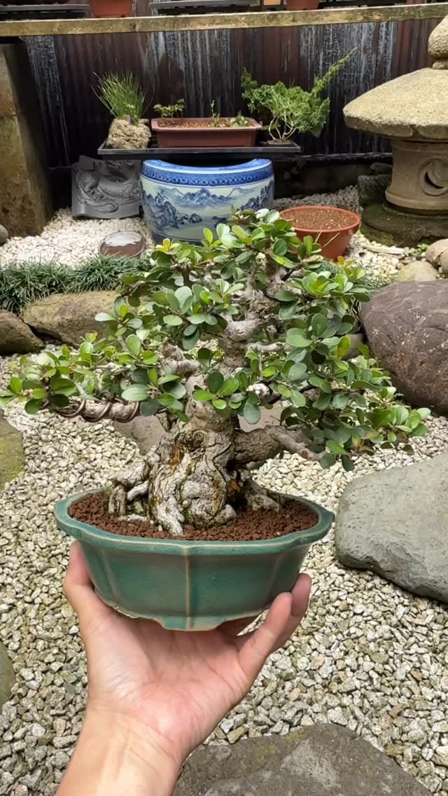 Post 3 by 盆栽 葵乃屋 / bonsai kinoya on Instagram (video)