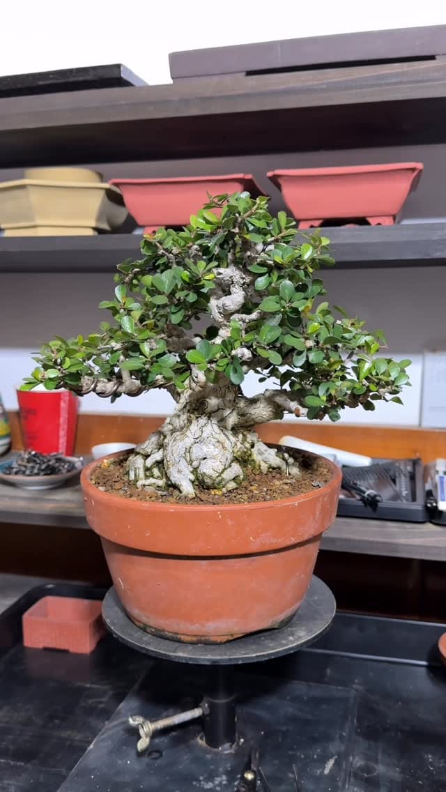 Post 7 by 盆栽 葵乃屋 / bonsai kinoya on Instagram (video)