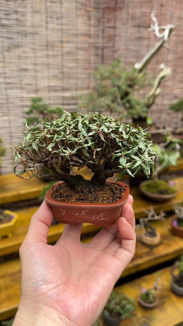 Post 10 by 盆栽 葵乃屋 / bonsai kinoya on Instagram (video)