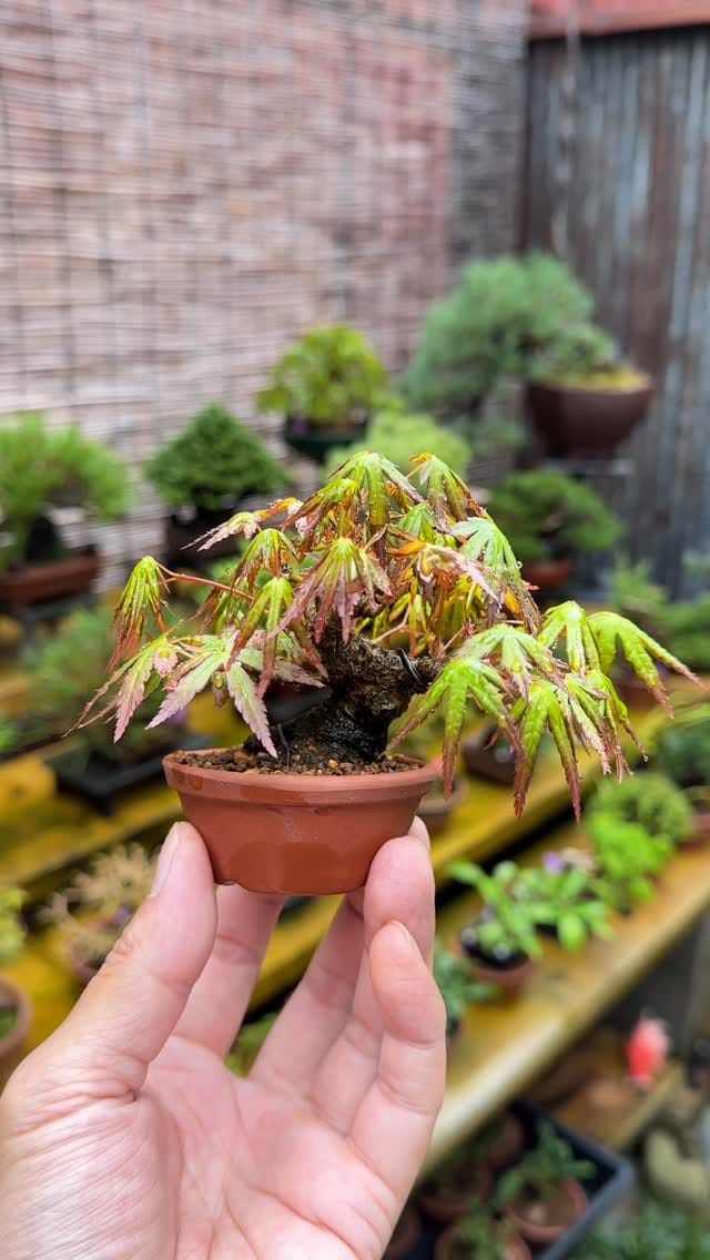 Post 4 by 盆栽 葵乃屋 / bonsai kinoya on Instagram (video)