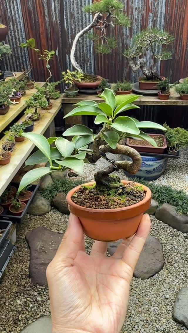 Post 6 by 盆栽 葵乃屋 / bonsai kinoya on Instagram (video)