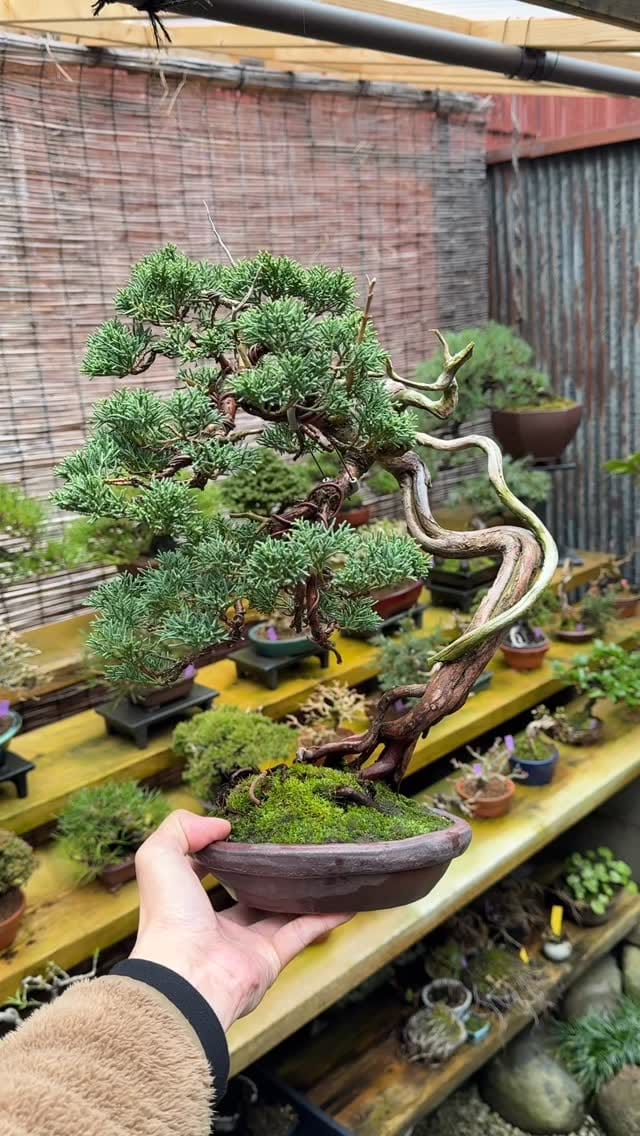 Post 5 by 盆栽 葵乃屋 / bonsai kinoya on Instagram (video)