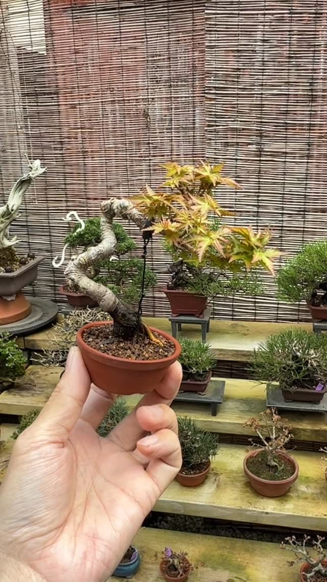 Post 8 by 盆栽 葵乃屋 / bonsai kinoya on Instagram (video)