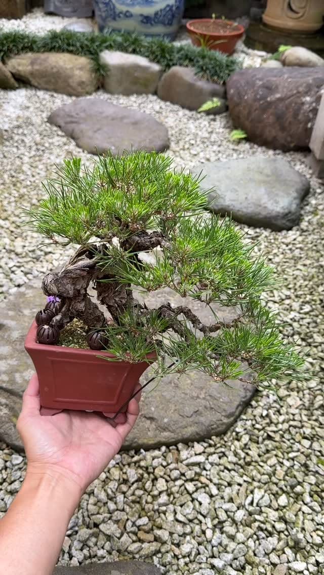 Post 1 by 盆栽 葵乃屋 / bonsai kinoya on Instagram (video)