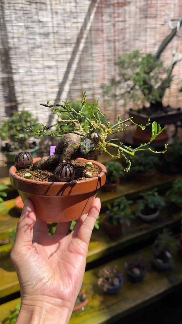 Post 2 by 盆栽 葵乃屋 / bonsai kinoya on Instagram (video)