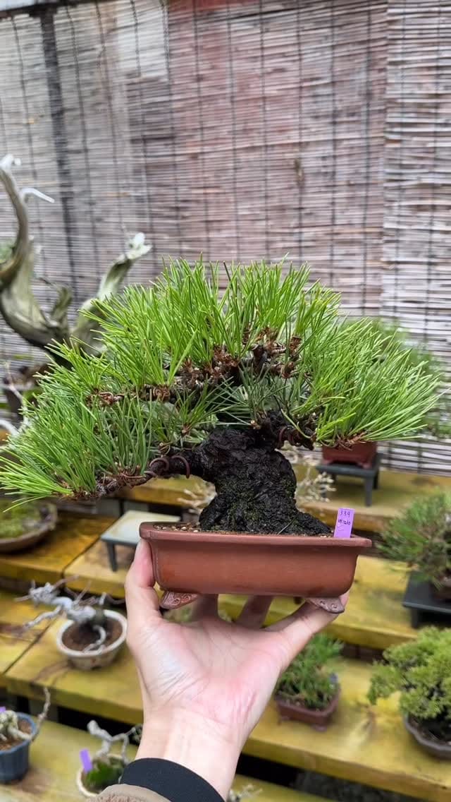 Post 9 by 盆栽 葵乃屋 / bonsai kinoya on Instagram (video)