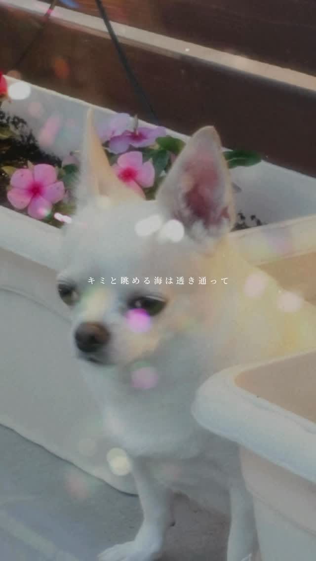 Post 1 by 🐾Hina&Uta🐾 on Instagram (video)