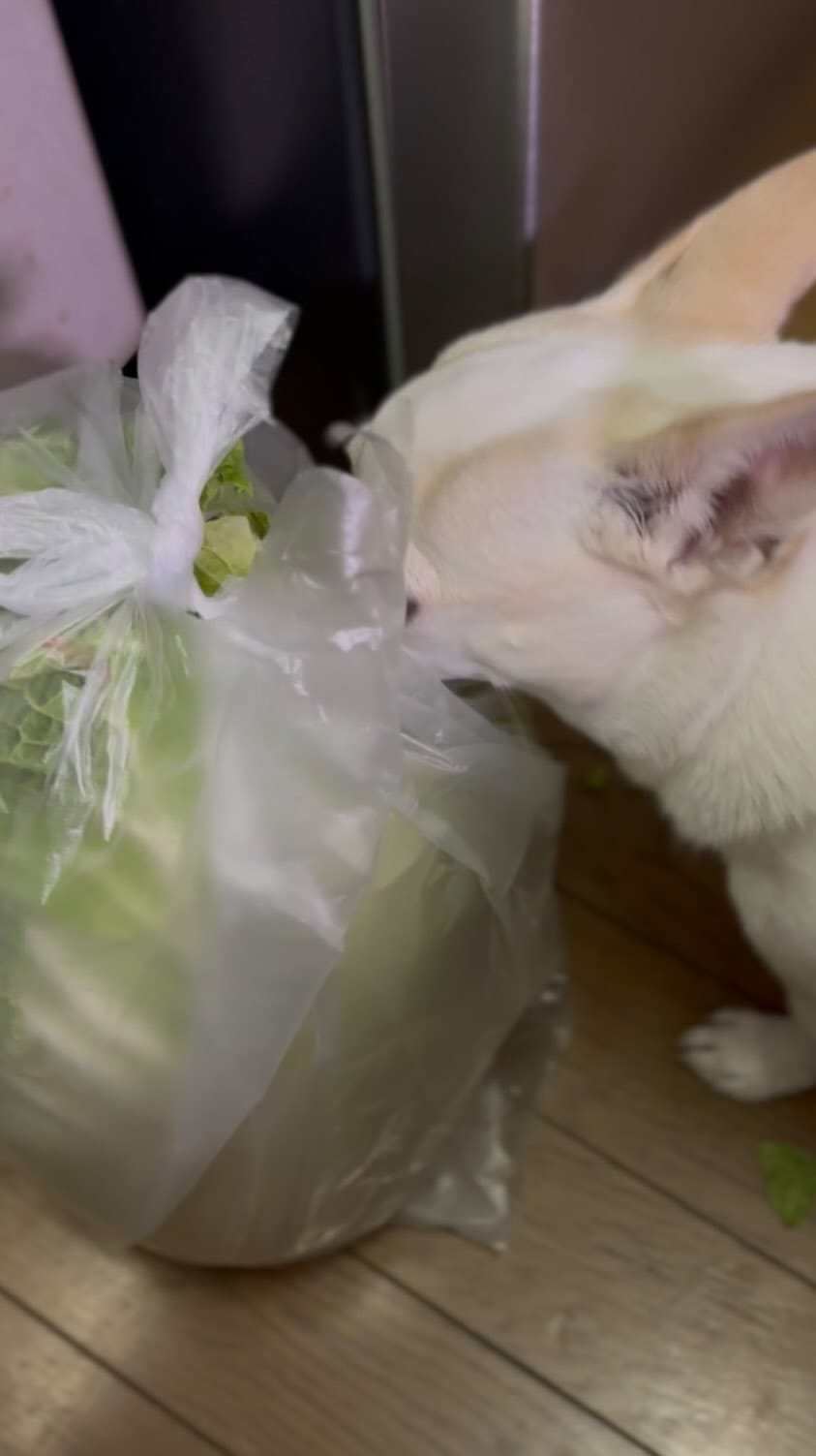 Post 7 by 🐾Hina&Uta🐾 on Instagram (video)