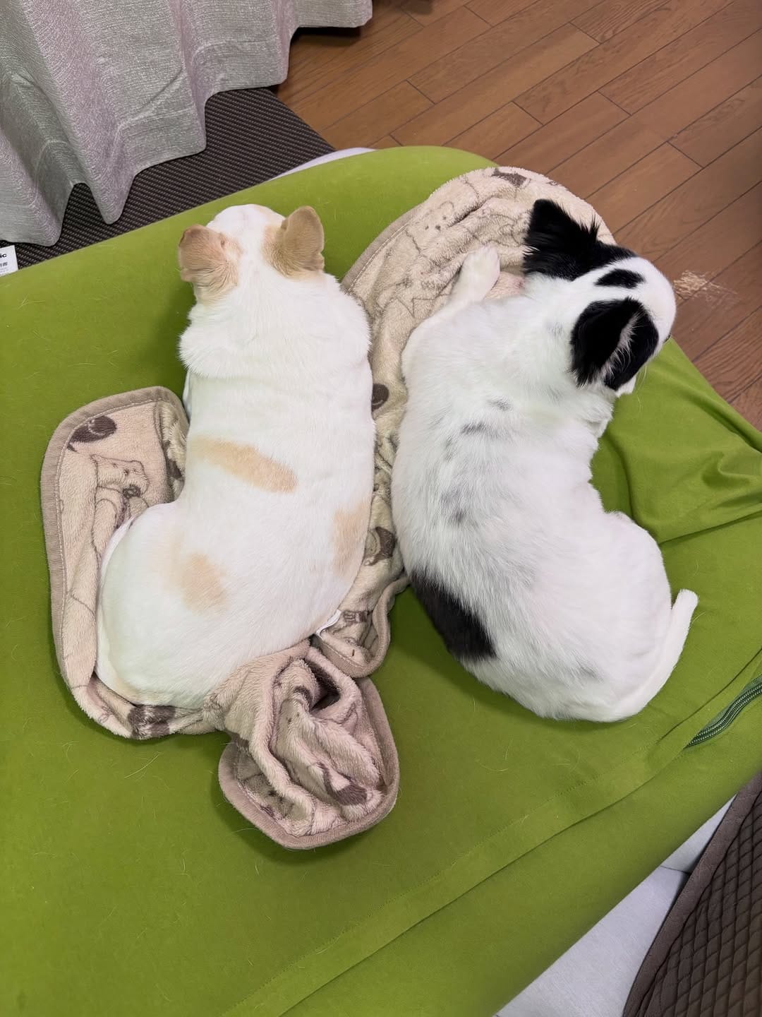Post 10 by 🐾Hina&Uta🐾 on Instagram (carousel)