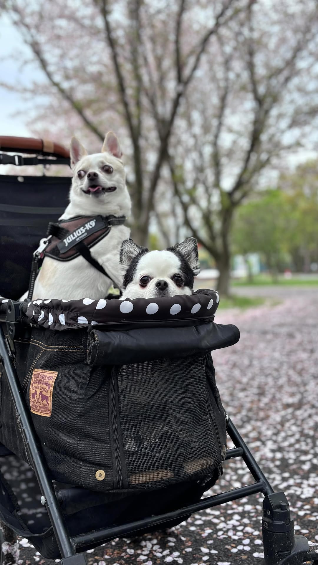 Post 4 by 🐾Hina&Uta🐾 on Instagram (video)