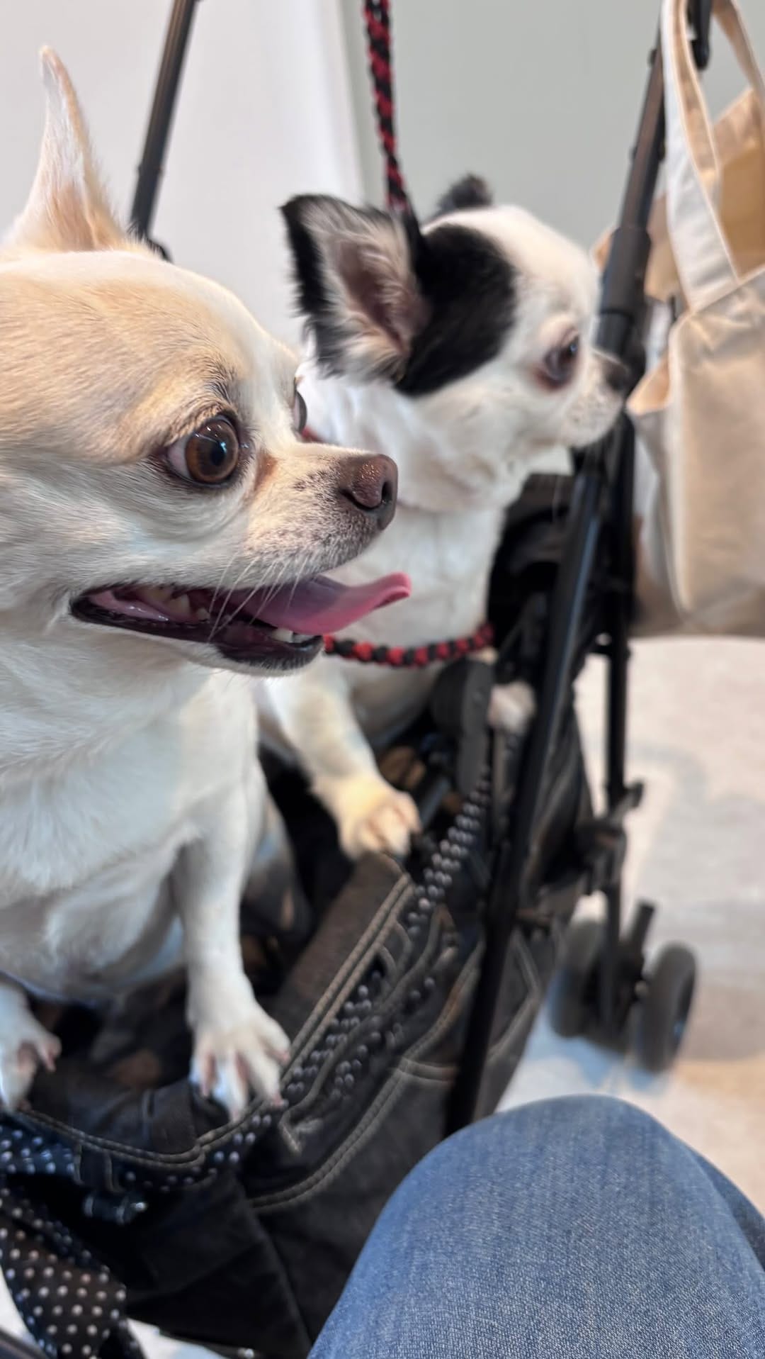 Post 2 by 🐾Hina&Uta🐾 on Instagram (video)