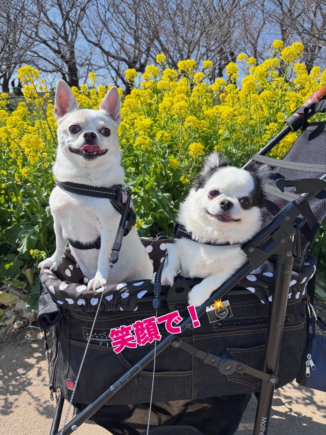 Post 5 by 🐾Hina&Uta🐾 on Instagram (carousel)
