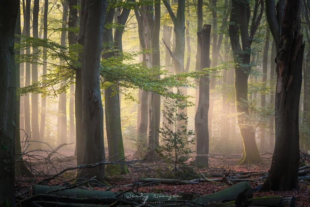 Post 10 by Wendy Nooijen on Instagram (image)
