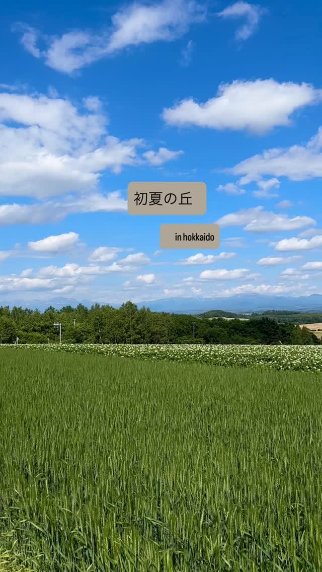 Post 4 by Ikuko on Instagram (video)