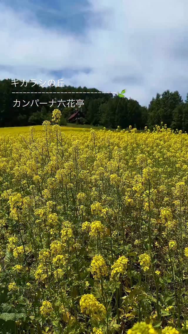 Post 3 by Ikuko on Instagram (video)