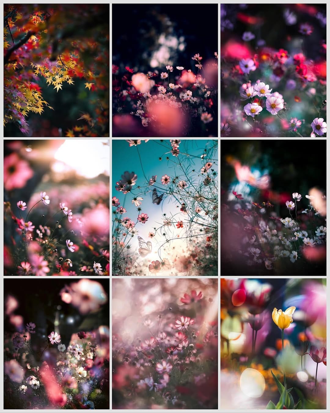 Post 10 by 晶ᴬᴷᴵᴷᴼ子 on Instagram (carousel)