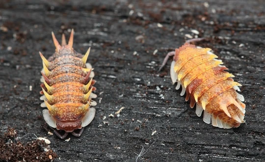 Post 1 by Tropical Isopods on Instagram (image)