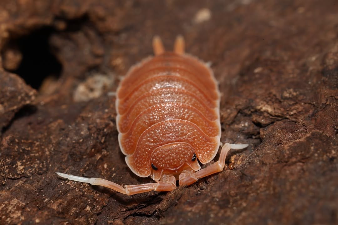 Post 7 by Tropical Isopods on Instagram (carousel)