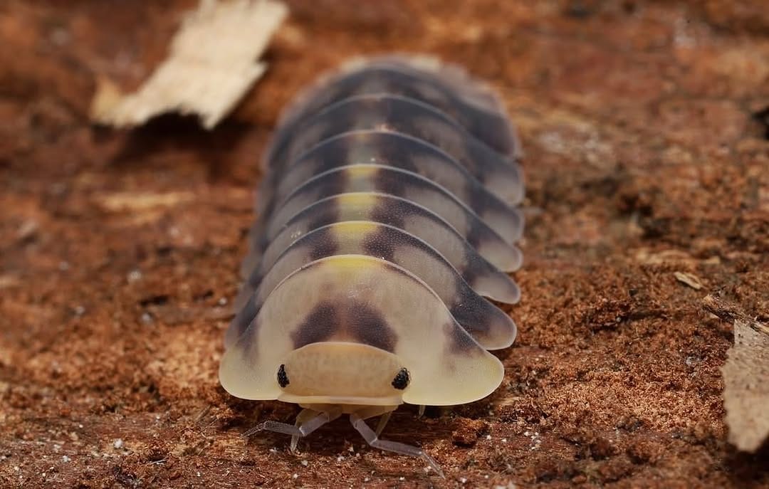 Post 10 by Tropical Isopods on Instagram (image)