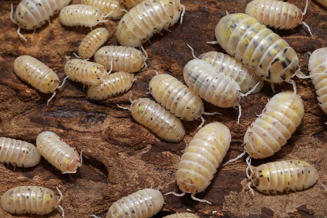 Post 5 by Tropical Isopods on Instagram (carousel)