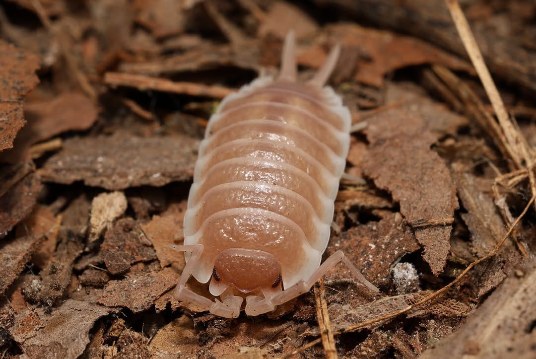 Post 2 by Tropical Isopods on Instagram (carousel)