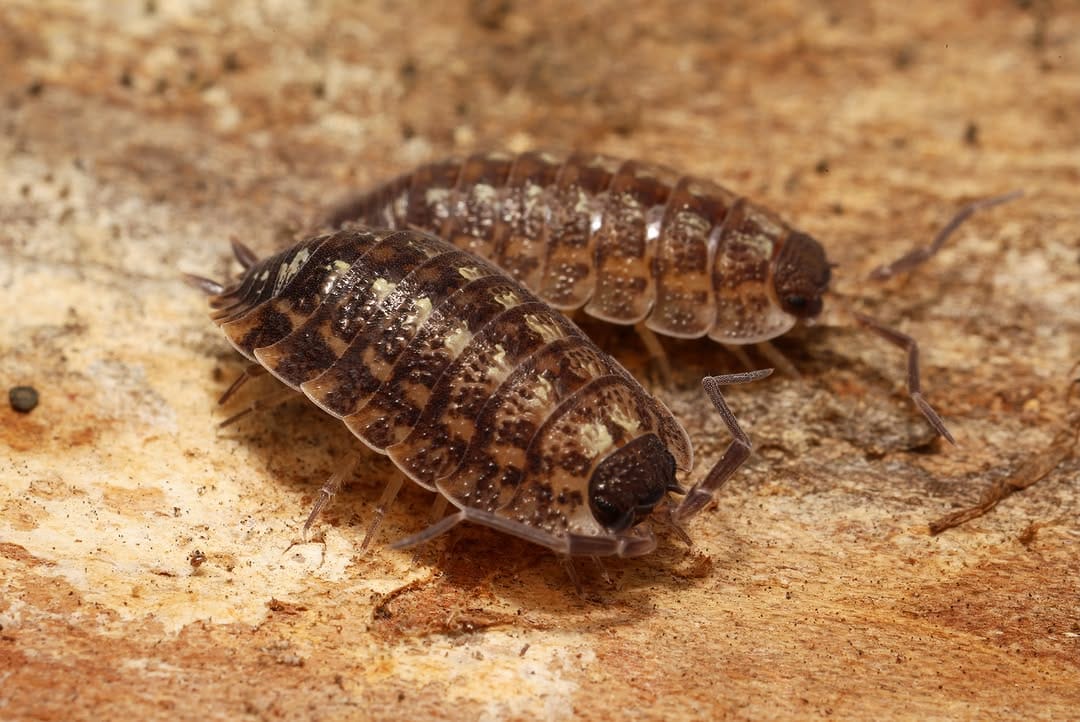 Post 3 by Tropical Isopods on Instagram (carousel)