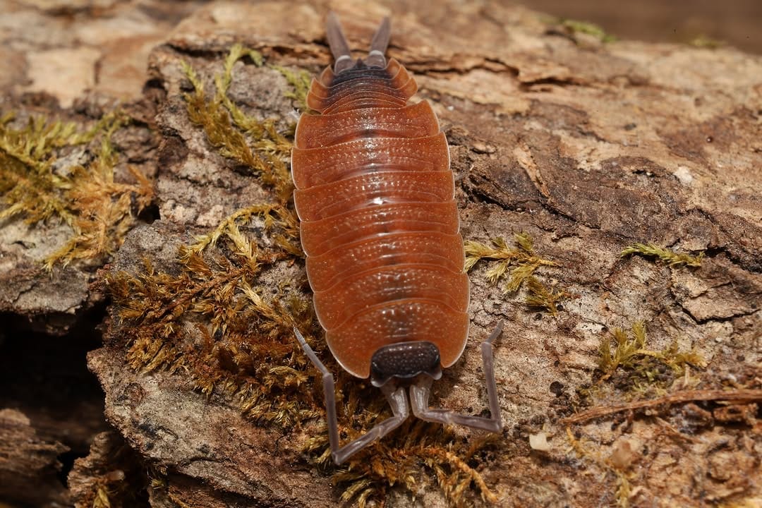 Post 6 by Tropical Isopods on Instagram (carousel)