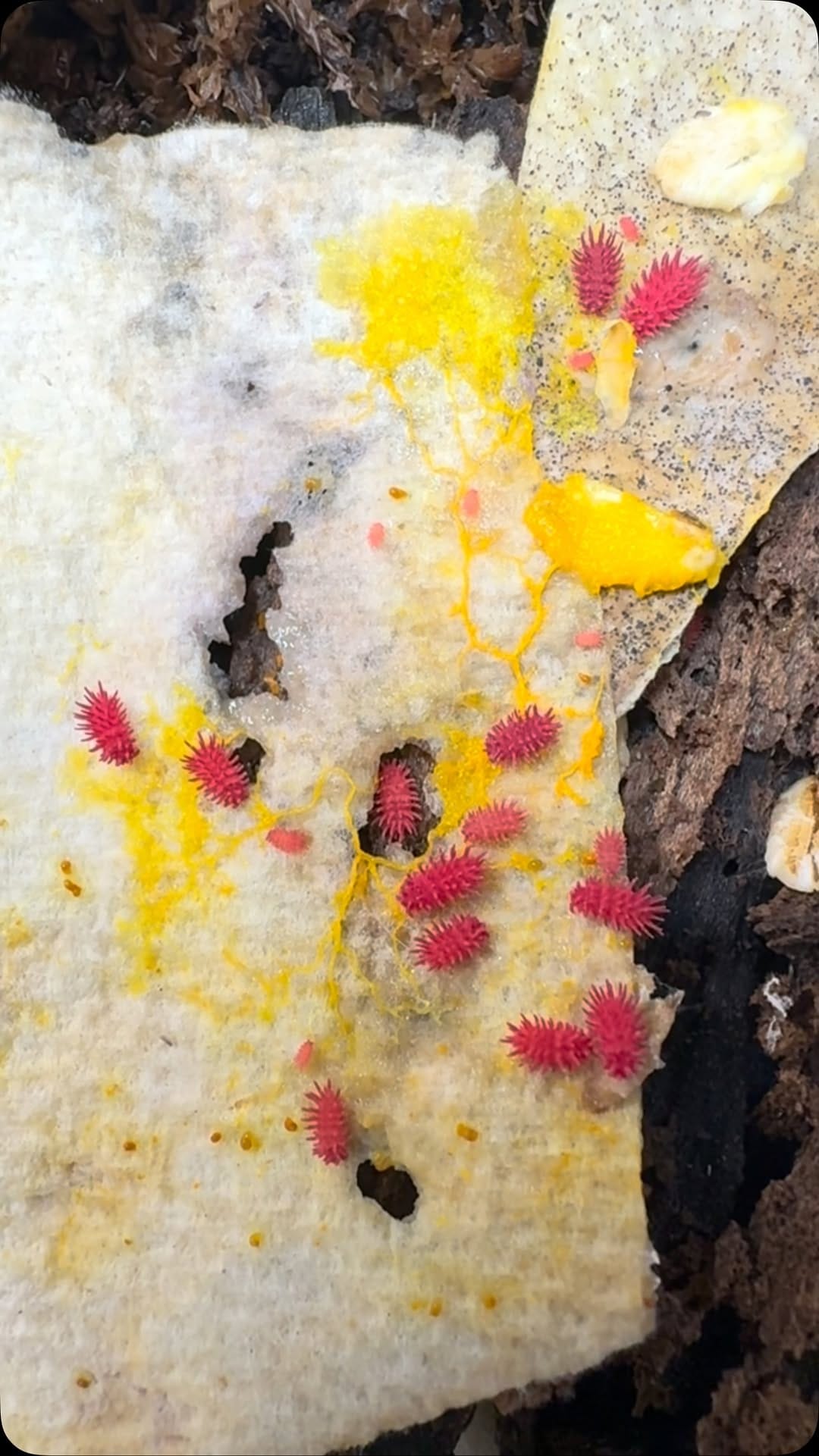 Post 9 by Tropical Isopods on Instagram (video)