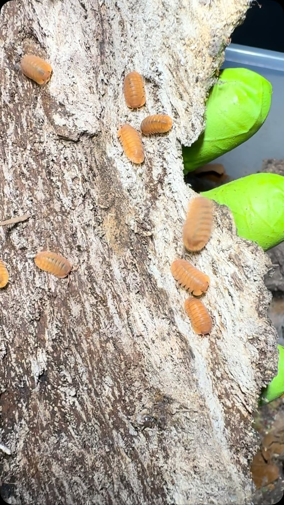 Post 8 by Tropical Isopods on Instagram (video)