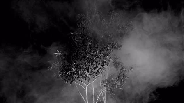Post 10 by Tatsuya Fujimoto on Instagram (video)