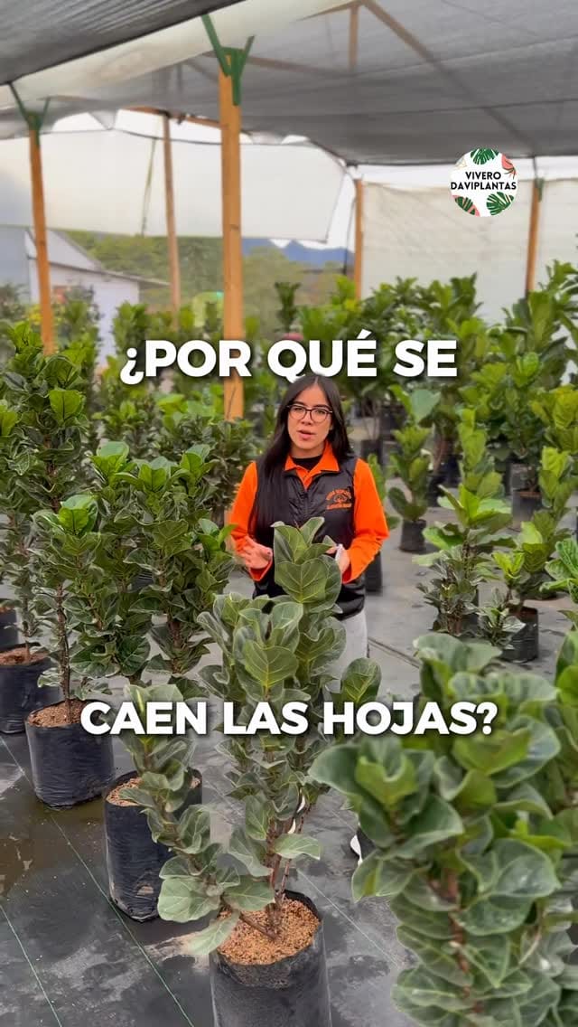 Post 10 by 🌿VIVERO DAVIPLANTAS 🍀 on Instagram (video)