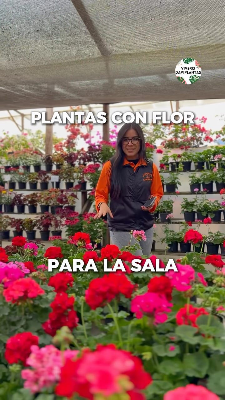 Post 2 by 🌿VIVERO DAVIPLANTAS 🍀 on Instagram (video)