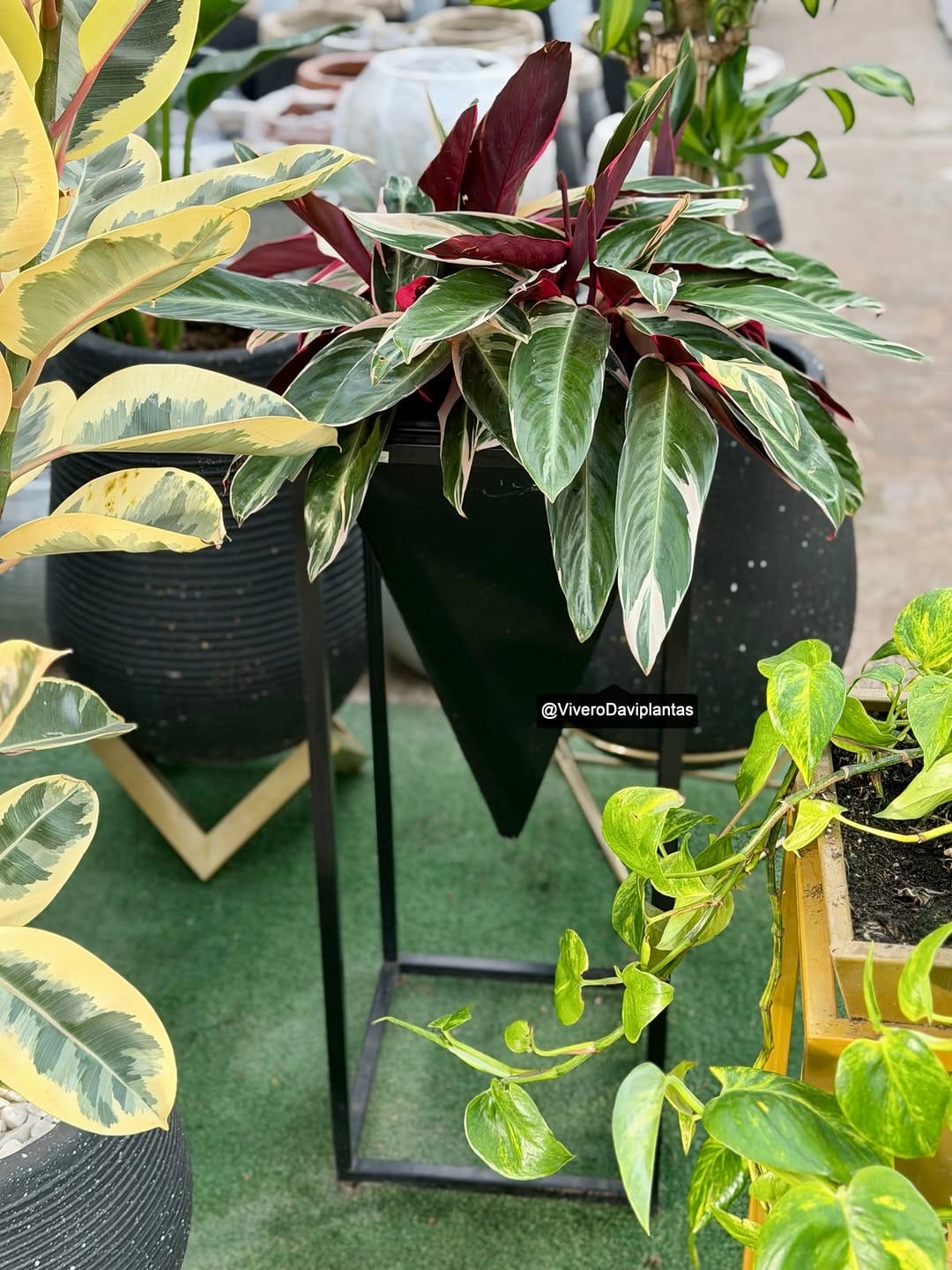 Post 9 by 🌿VIVERO DAVIPLANTAS 🍀 on Instagram (image)