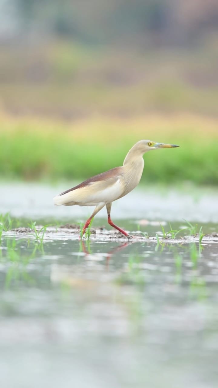 Post 1 by Amit Berwal on Instagram (video)