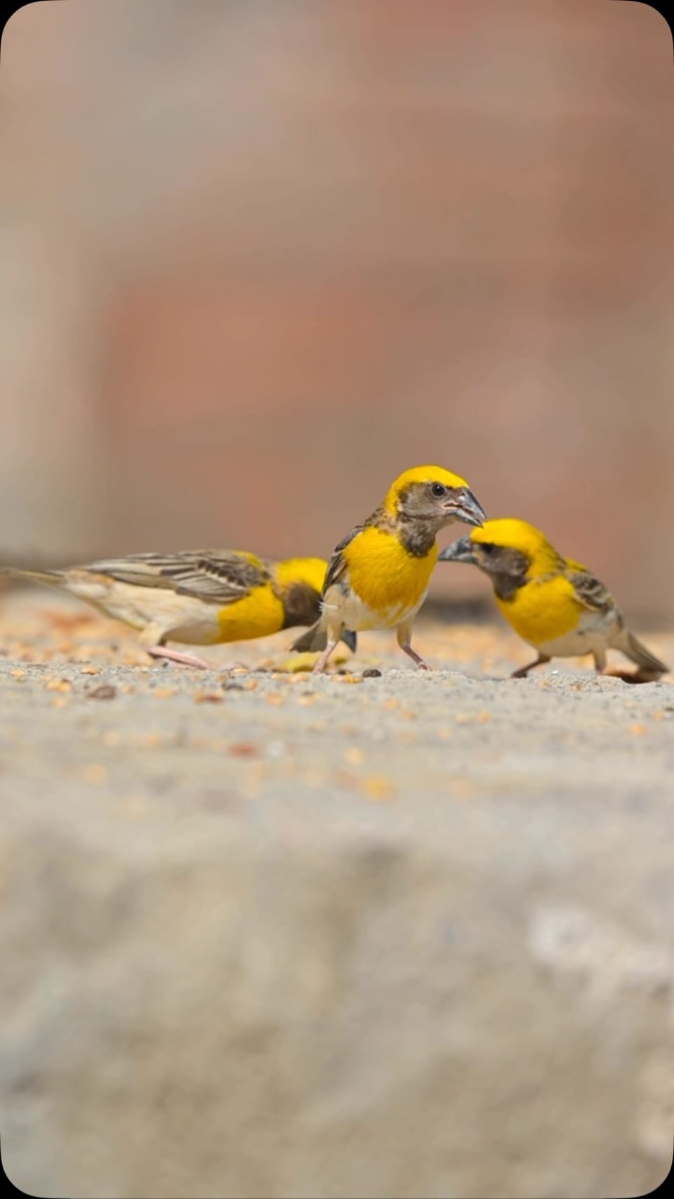 Post 6 by Amit Berwal on Instagram (video)