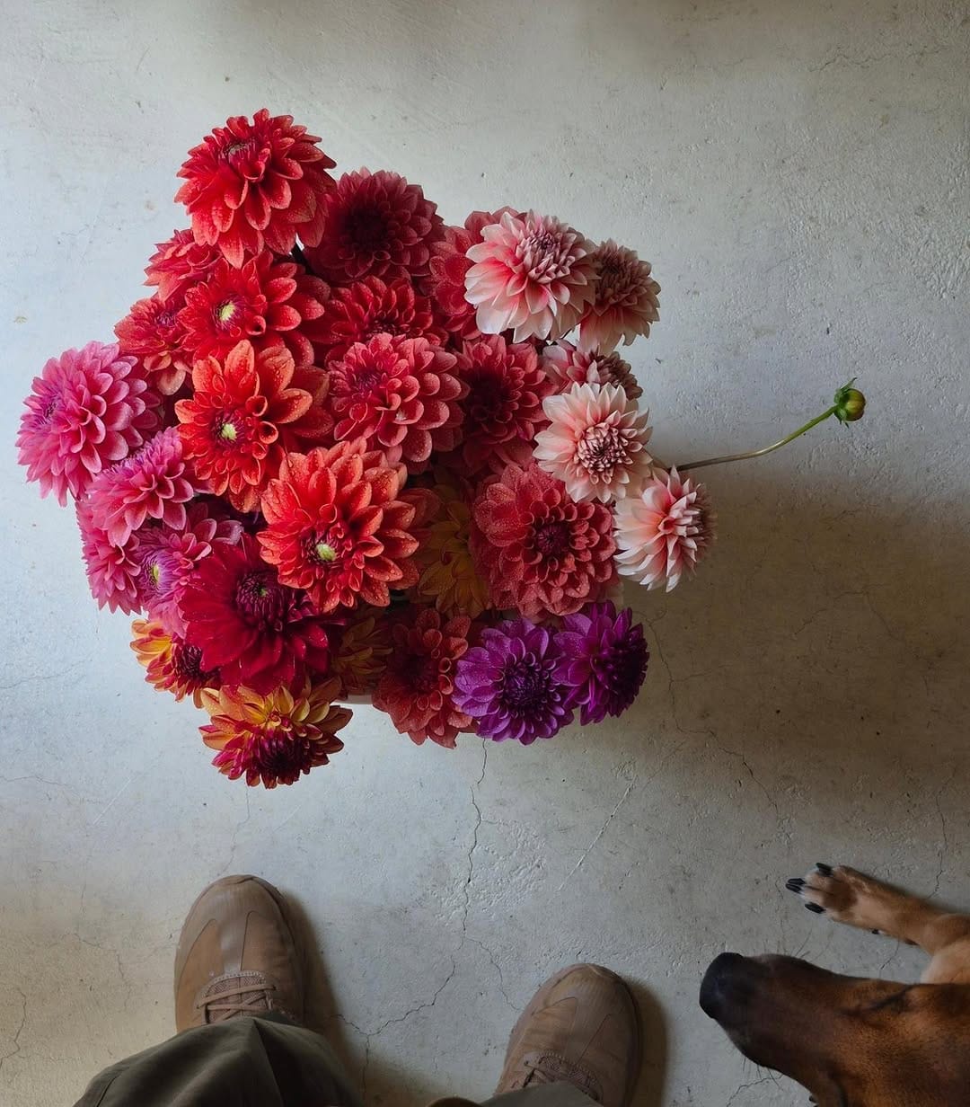 Post 2 by mojo flower on Instagram (carousel)