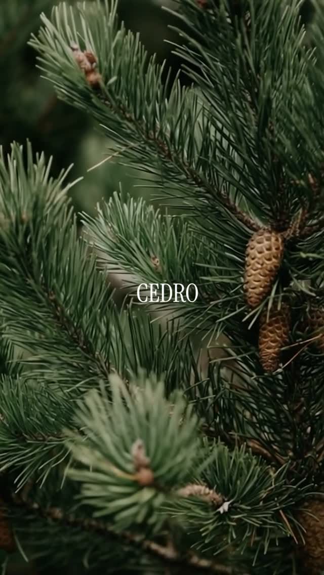 Post 5 by Wicca Botanics on Instagram (video)