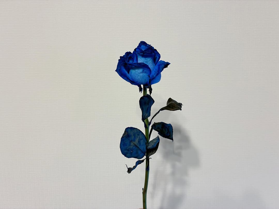 Post 2 by アノエリカ on Instagram (carousel)