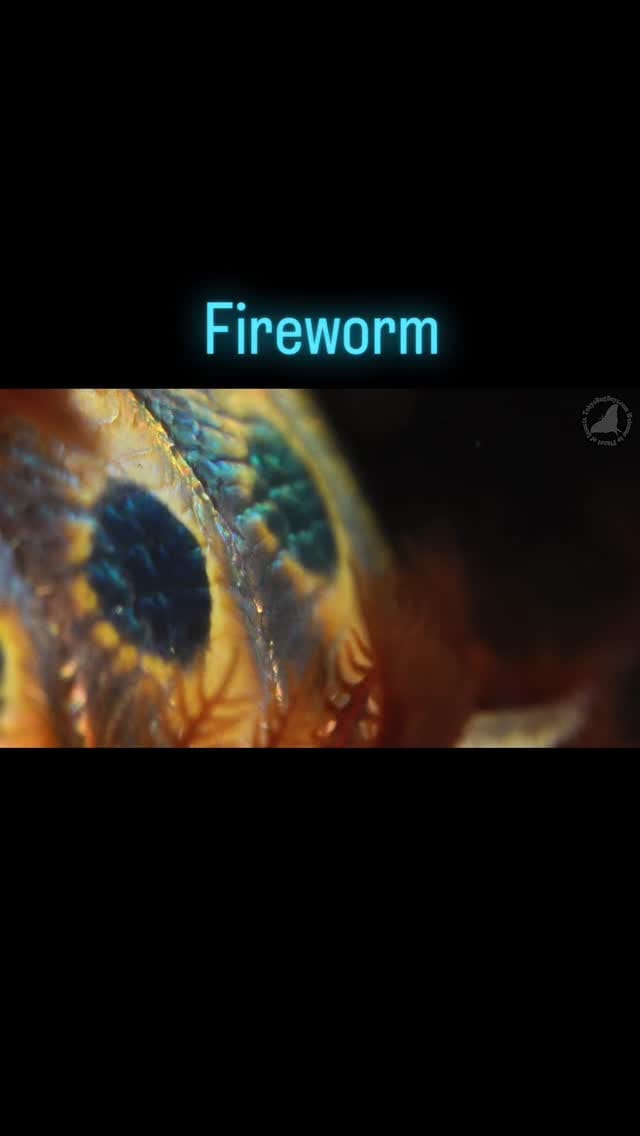 Post 10 by Fumihiko_Hirai on Instagram (video)