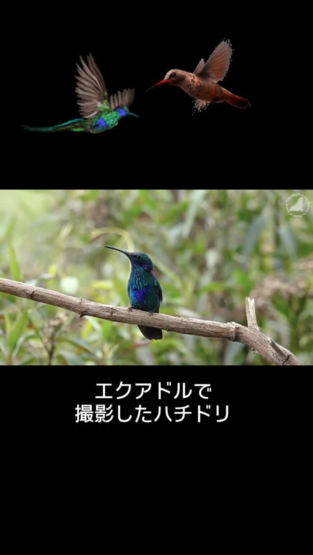 Post 5 by Fumihiko_Hirai on Instagram (video)
