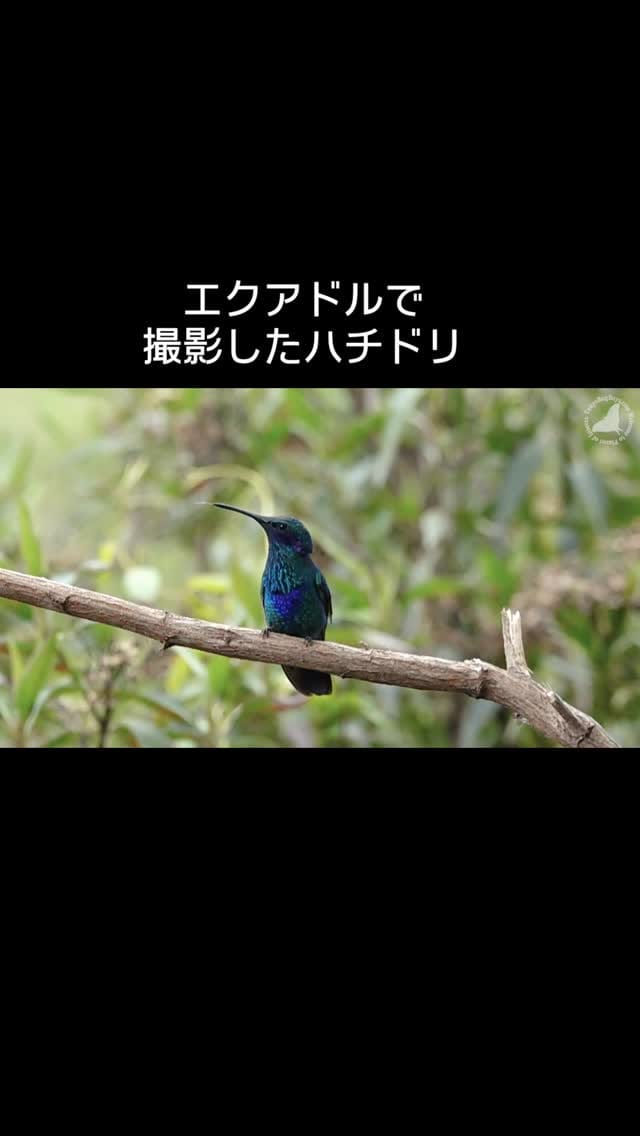 Post 4 by Fumihiko_Hirai on Instagram (video)