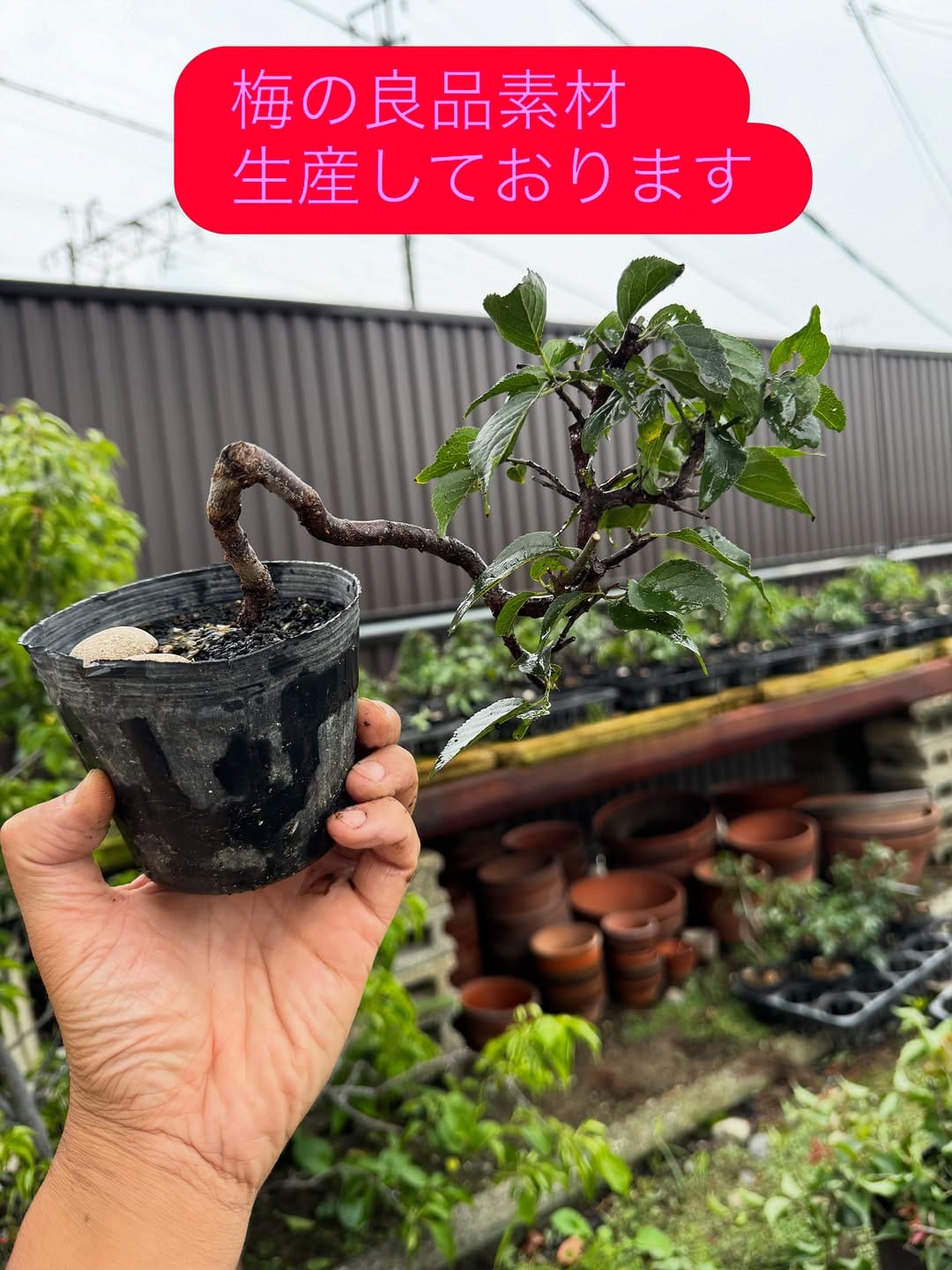 Post 1 by 秋山 実　Akiyama Minoru on Instagram (image)