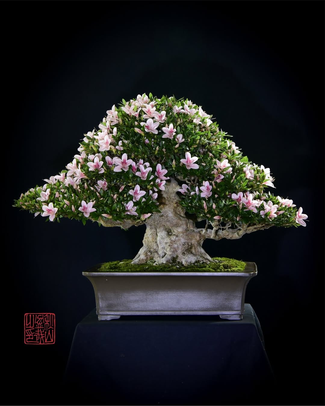 Post 9 by 秋山 実　Akiyama Minoru on Instagram (image)