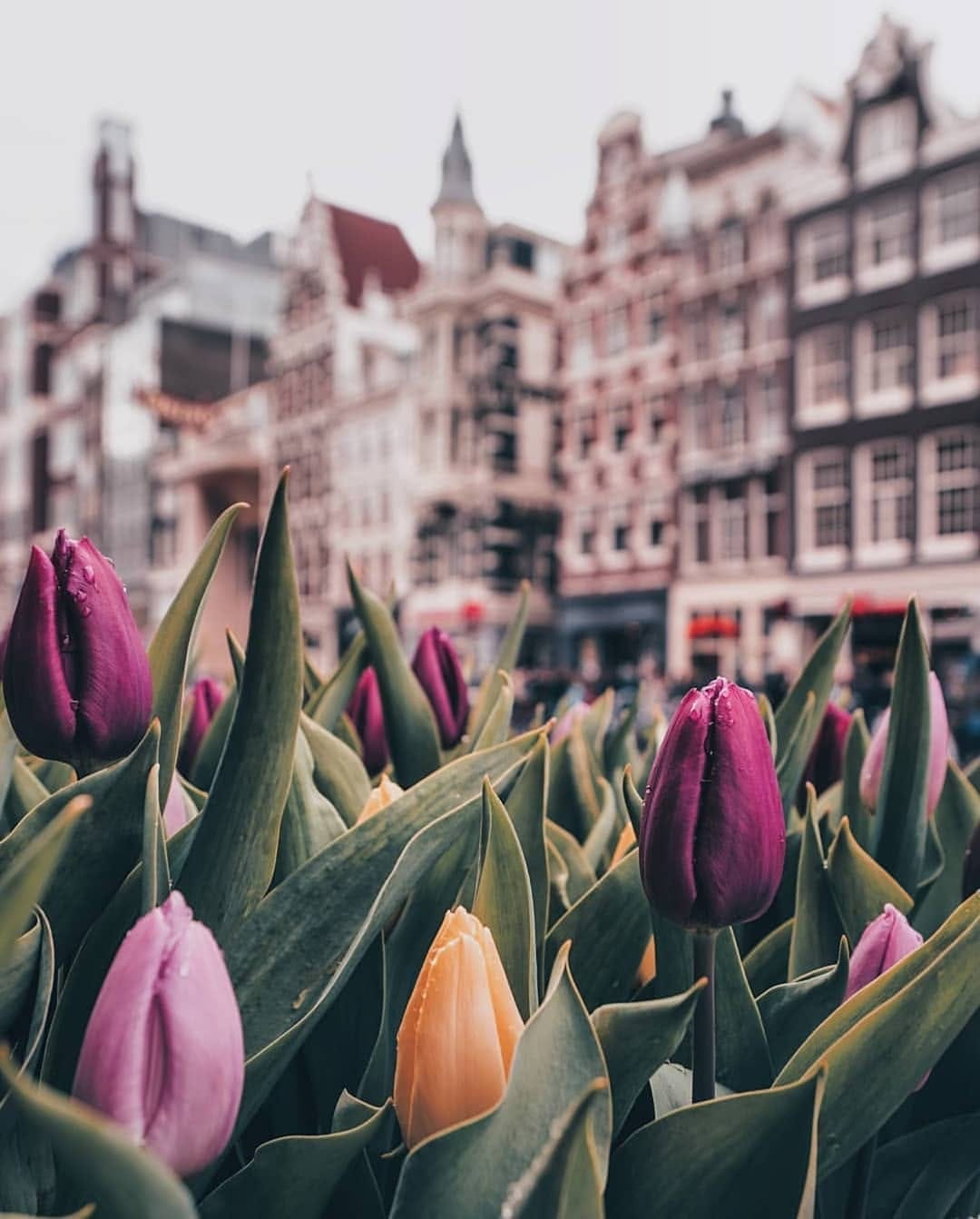 Post 4 by Visit_Netherlands 🇳🇱 on Instagram (image)