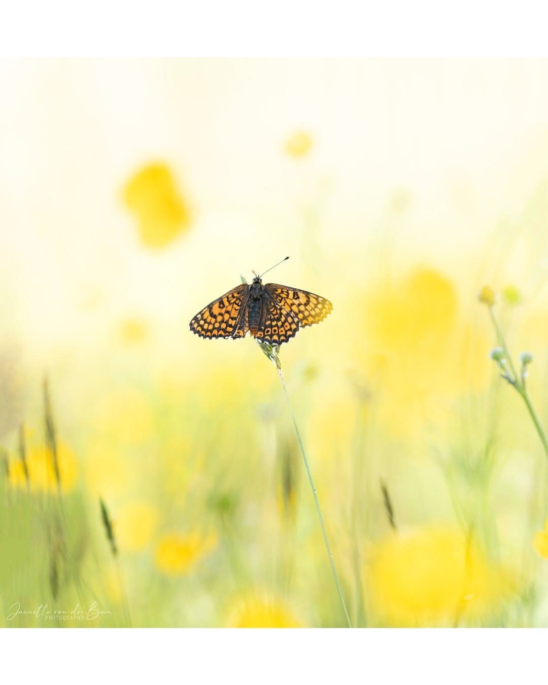 Post 10 by Macro | Butterflies | Woodland on Instagram (carousel)