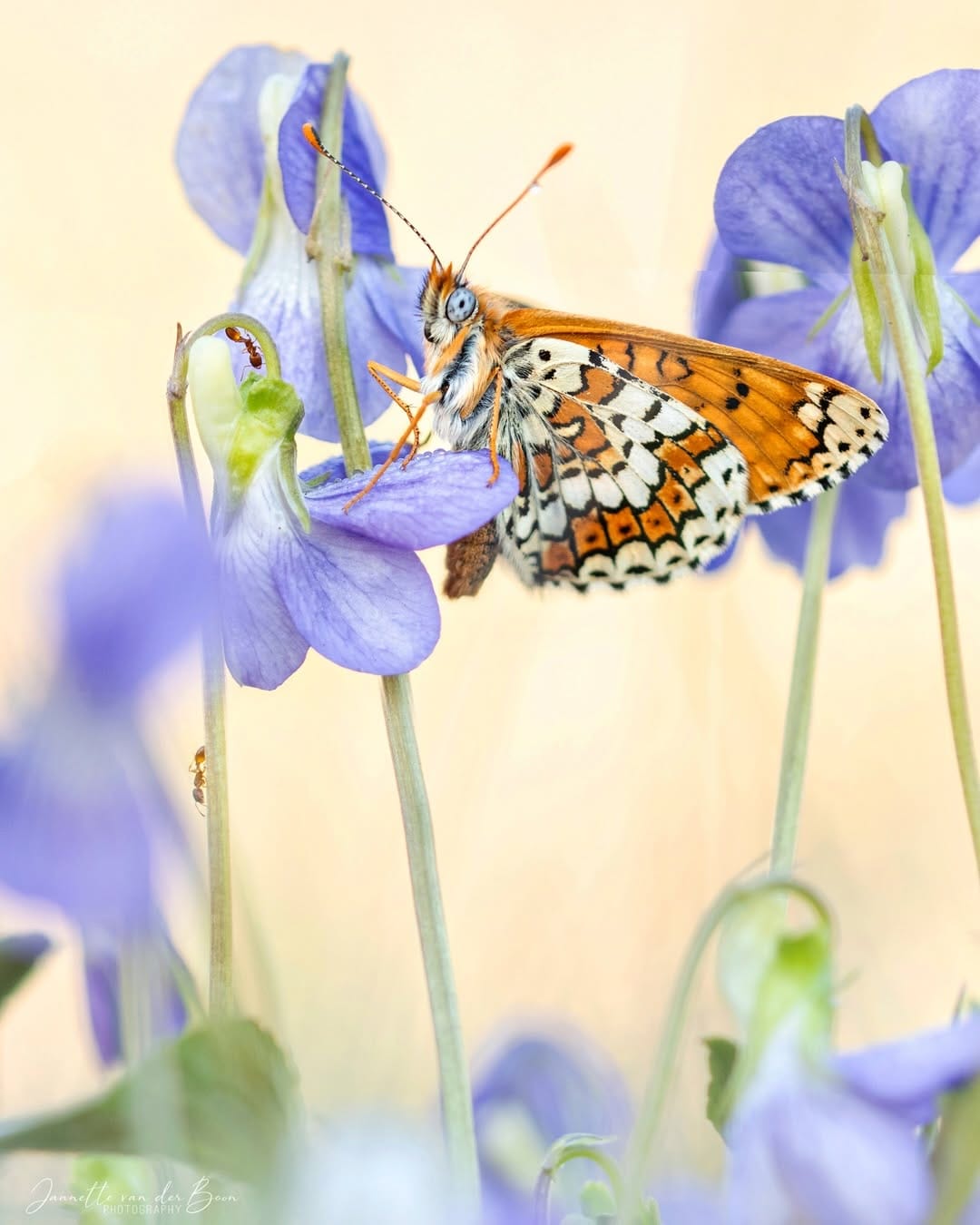 Post 3 by Macro | Butterflies | Woodland on Instagram (carousel)