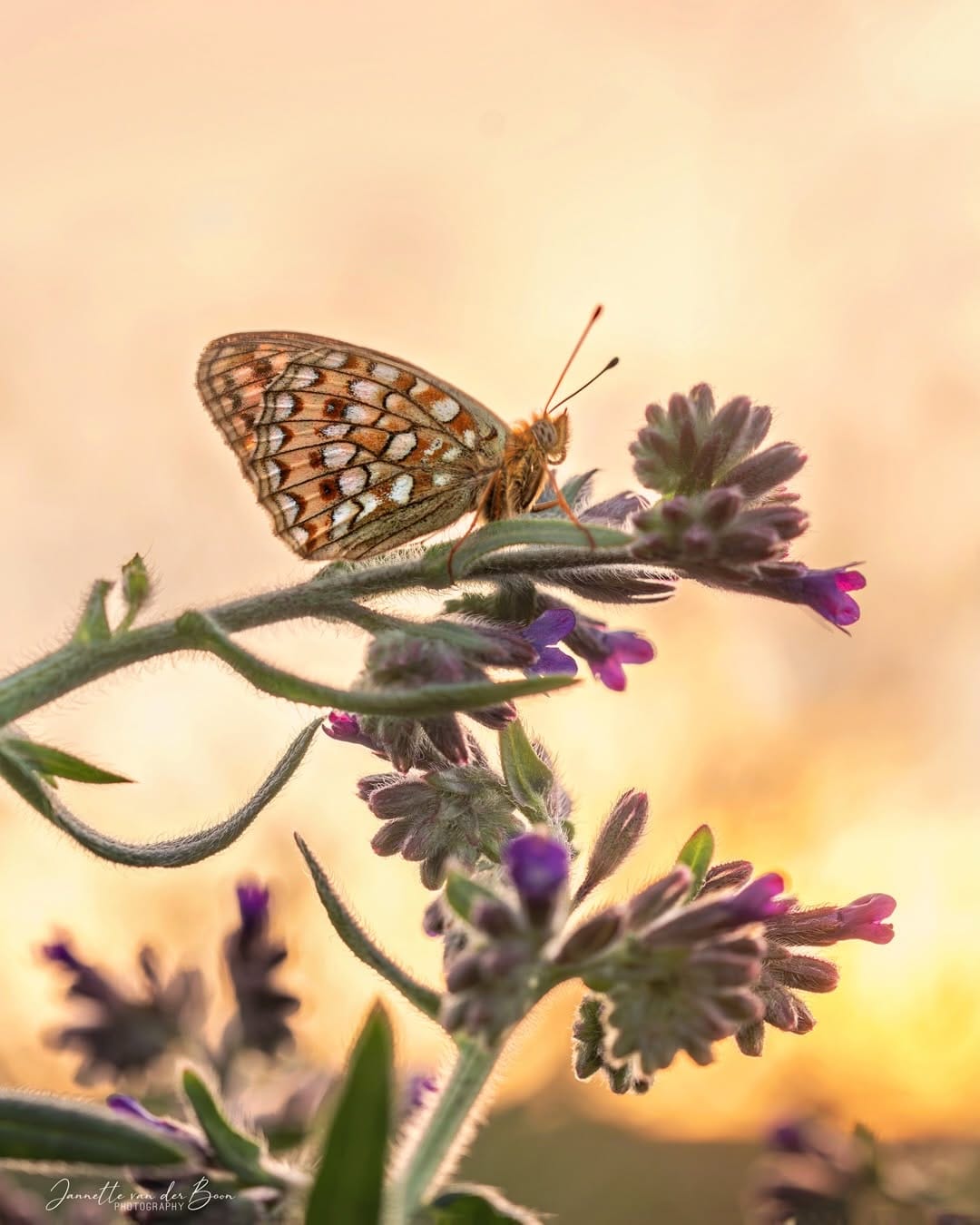 Post 6 by Macro | Butterflies | Woodland on Instagram (carousel)